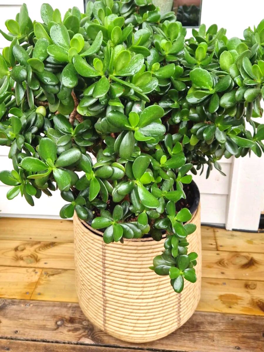 Crassula Ovata plant for good luck at home Crassula Ovata plant for good luck at home