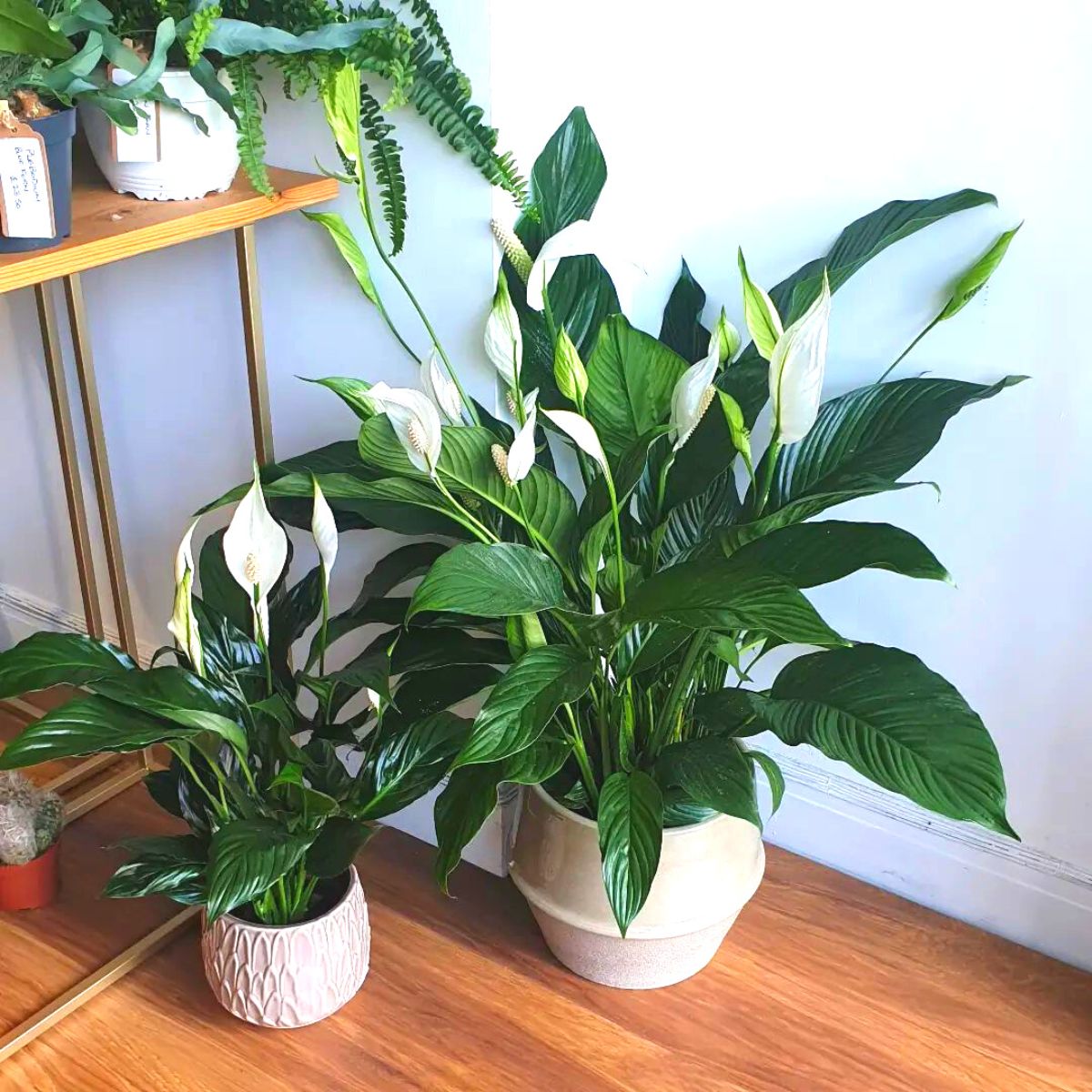 10 best feng shui plants 10 best feng shui plants
