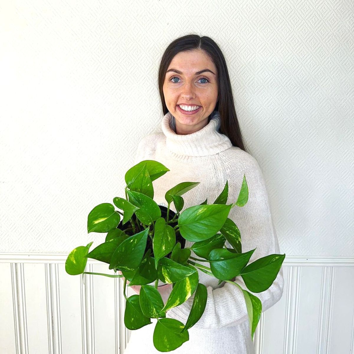 Epipremnum Aureum one of the ten best feng shui plants Epipremnum Aureum one of the ten best feng shui plants