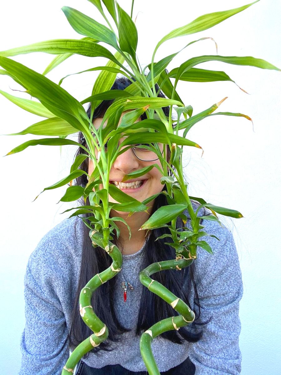 Lucky Bamboo feng shui plant Lucky Bamboo feng shui plant