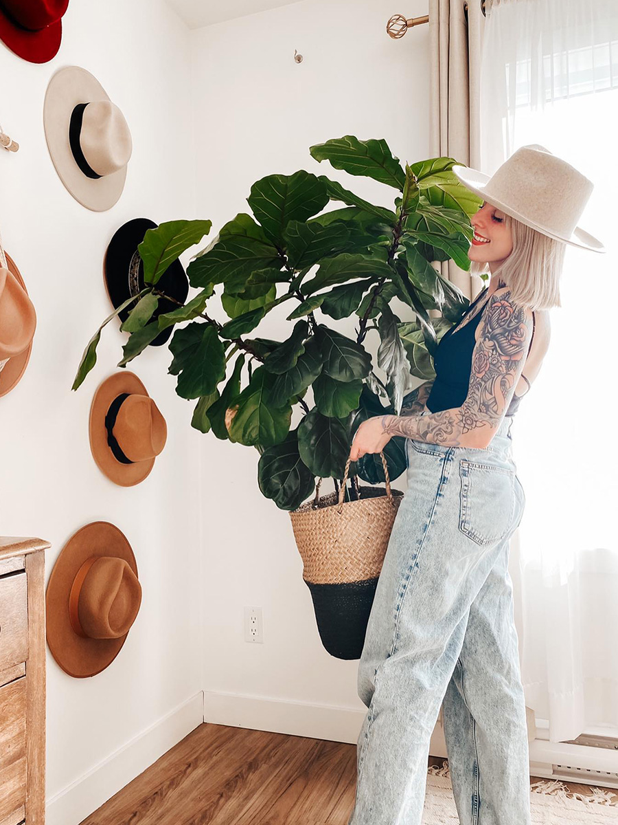 Ficus Lyrata by Laura Pigeon Ficus Lyrata tall houseplant