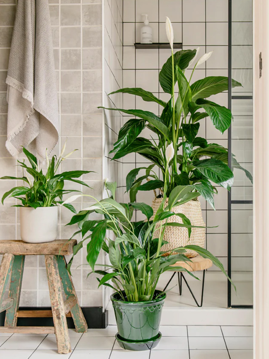 Peace Lily Spathiphyllum bathroom plant