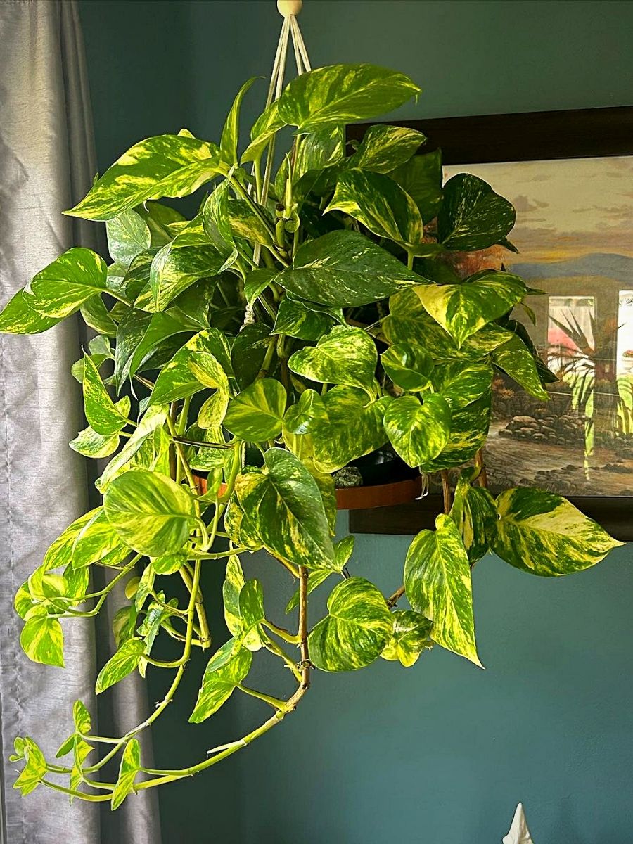 Golden pothos Money Plants and Their Feng Shui Influence