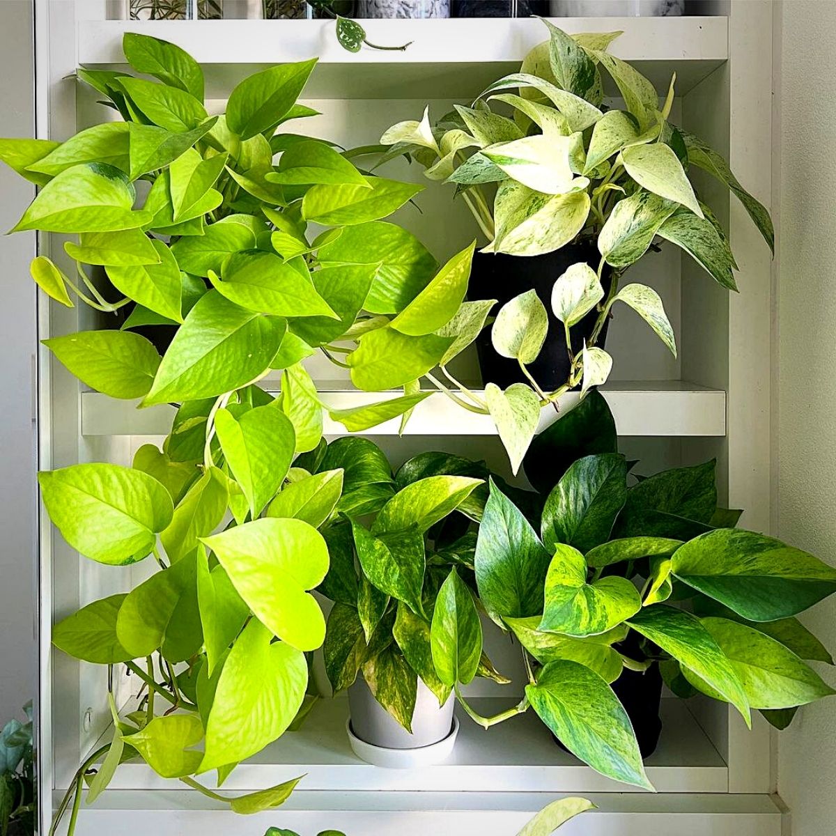 neon pothos Money Plants and Their Feng Shui Influence