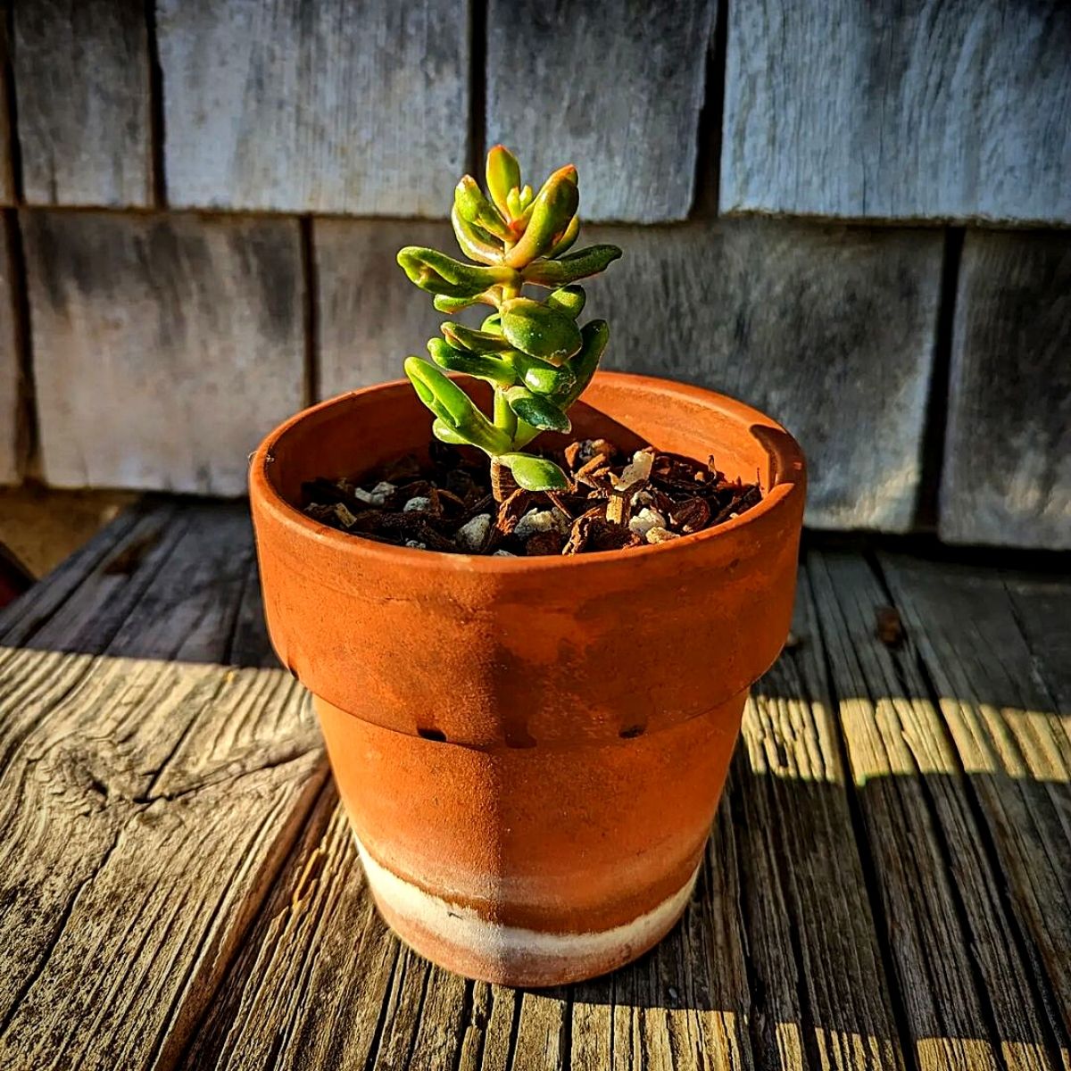 Hobbit jade plant Money Plants and Their Feng Shui Influence
