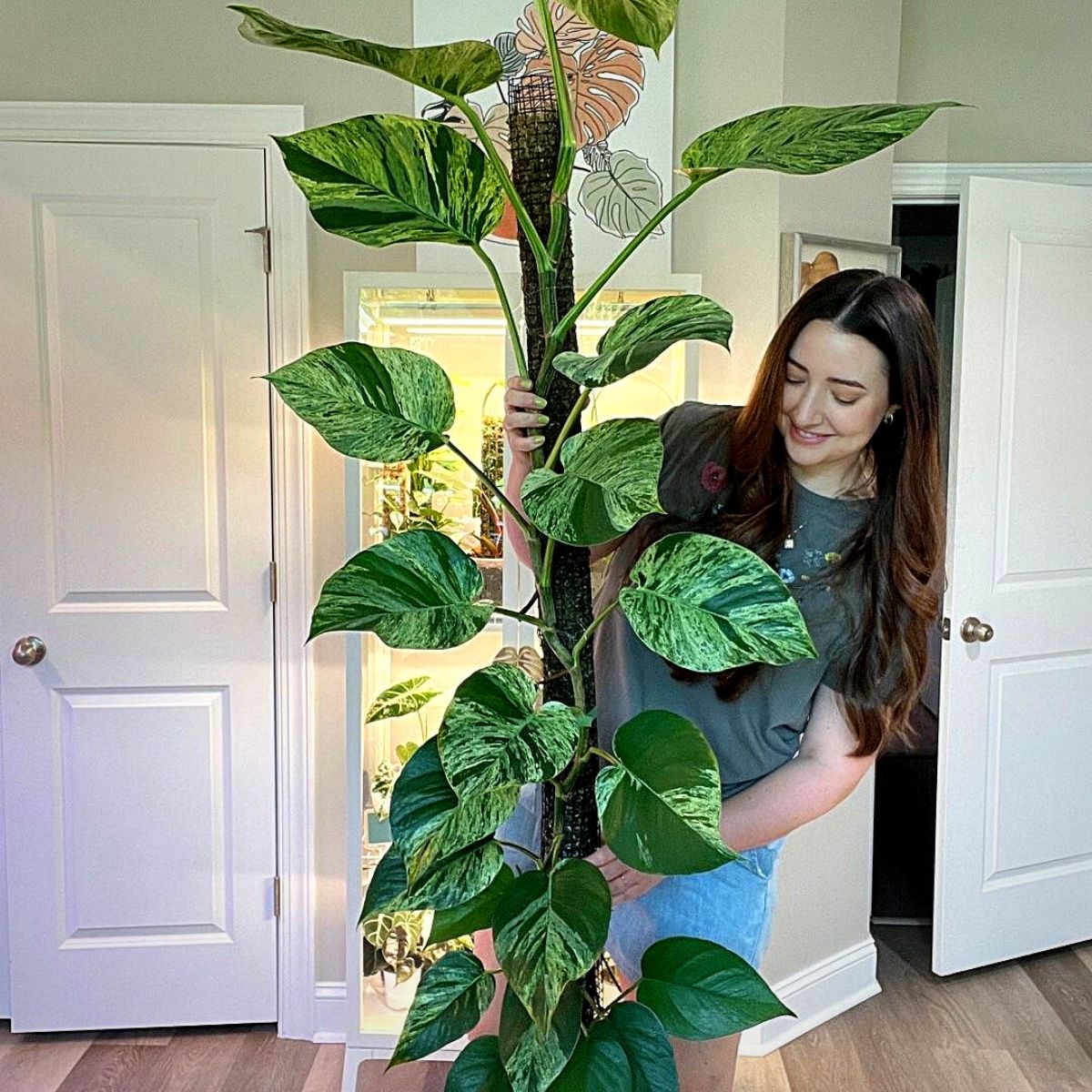 marble queen pothos Money Plants and Their Feng Shui Influence