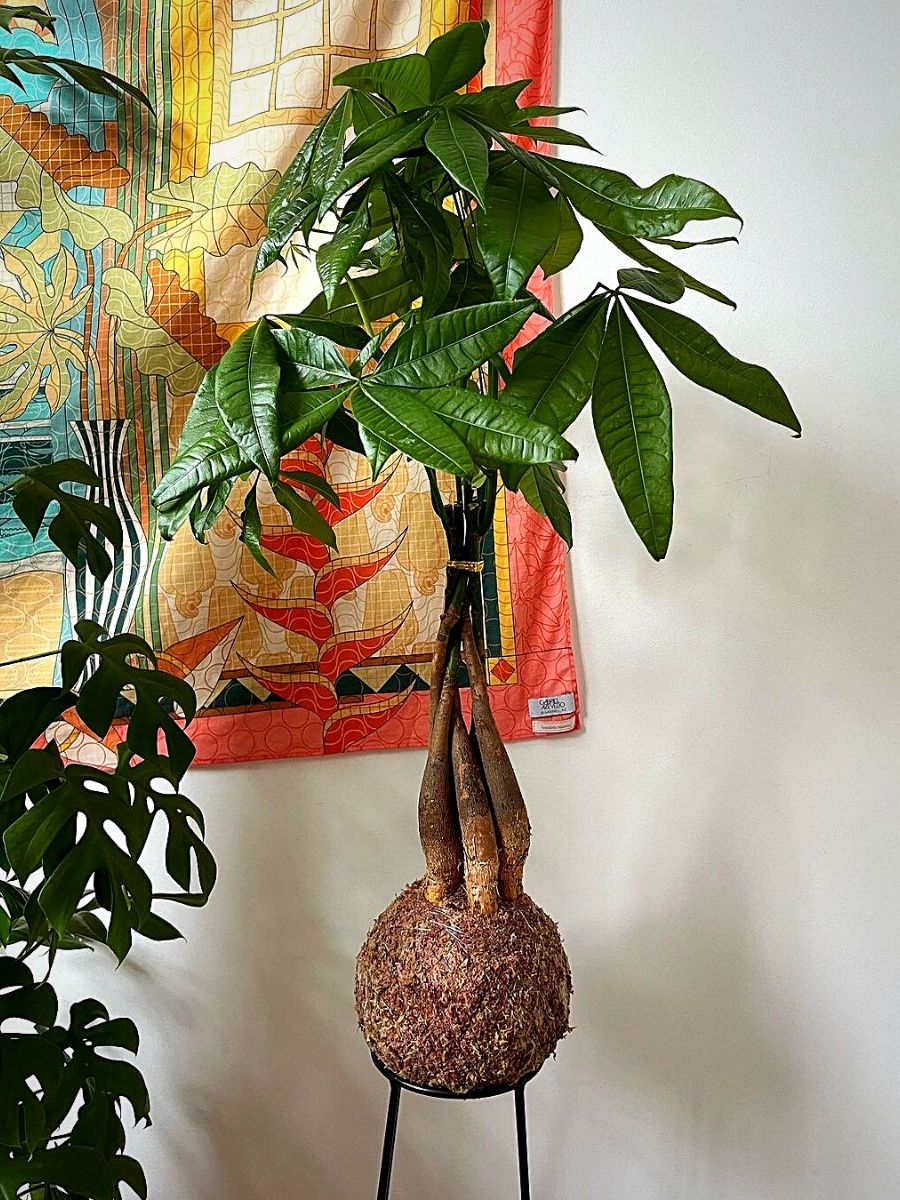 Money Trees Money Plants and Their Feng Shui Influence
