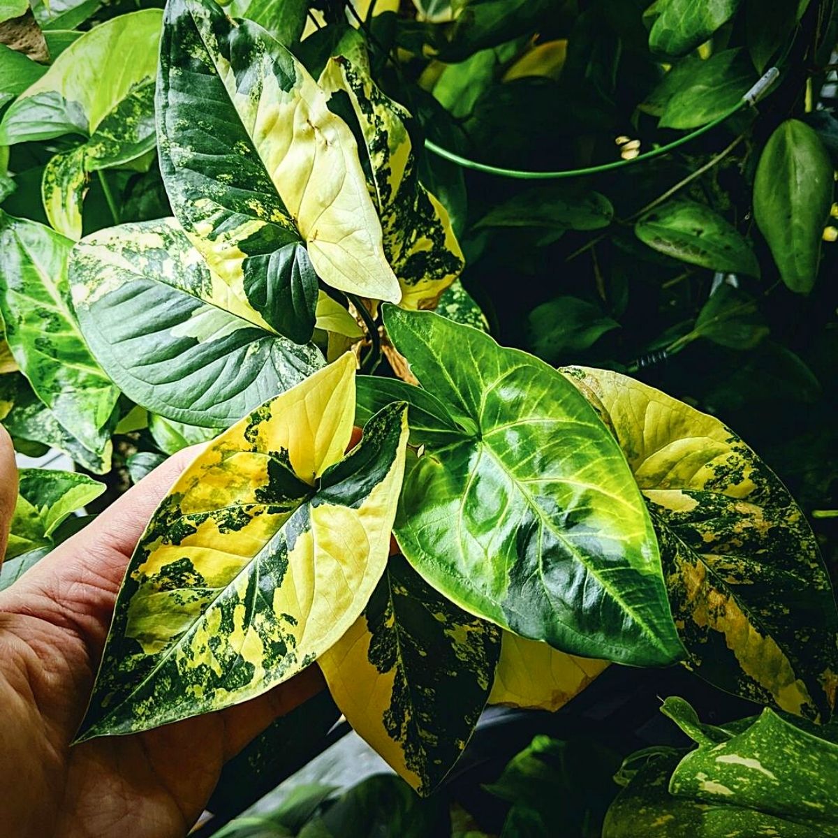 arrowhead plant Money Plants and Their Feng Shui Influence