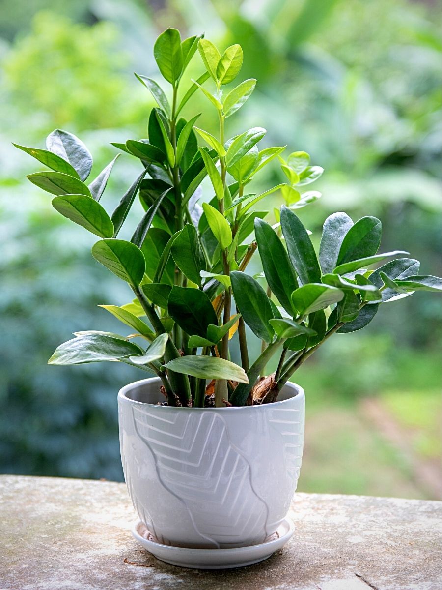 zz plant Money Plants and Their Feng Shui Influence