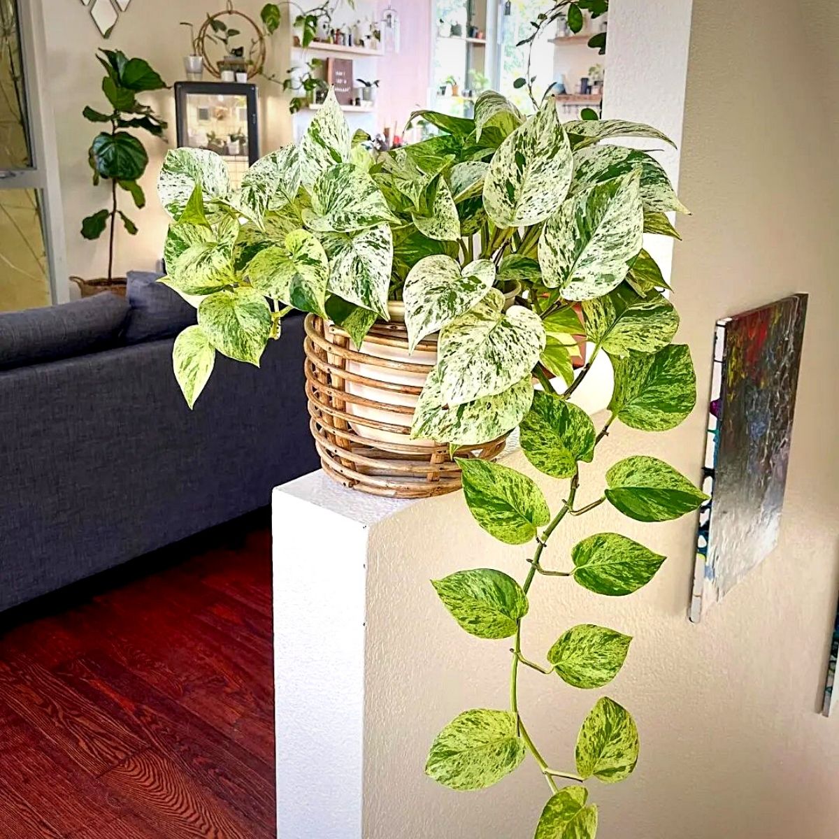 marble queen pothos Money Plants and Their Feng Shui Influence