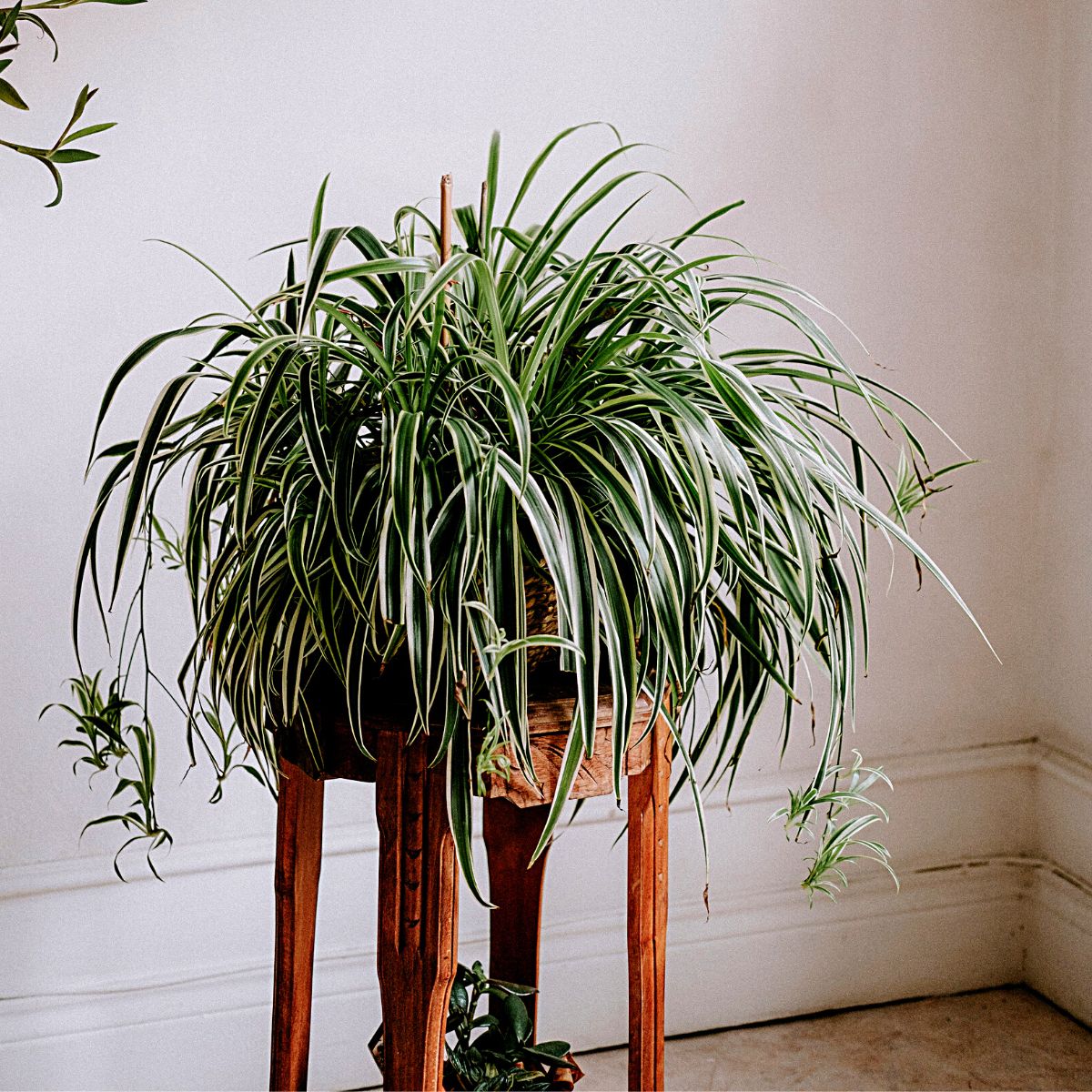spider plants Money Plants and Their Feng Shui Influence
