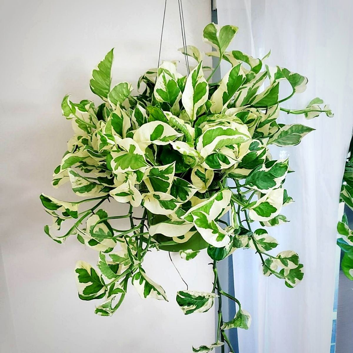 N'Joy Pothos Money Plants and Their Feng Shui Influence