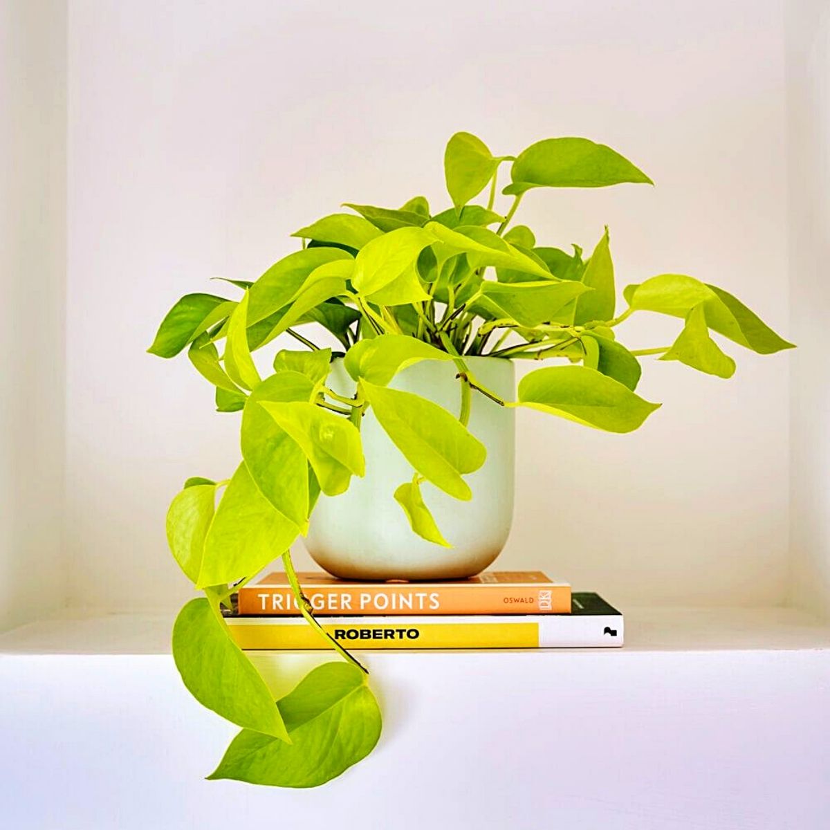 neon pothos Money Plants and Their Feng Shui Influence