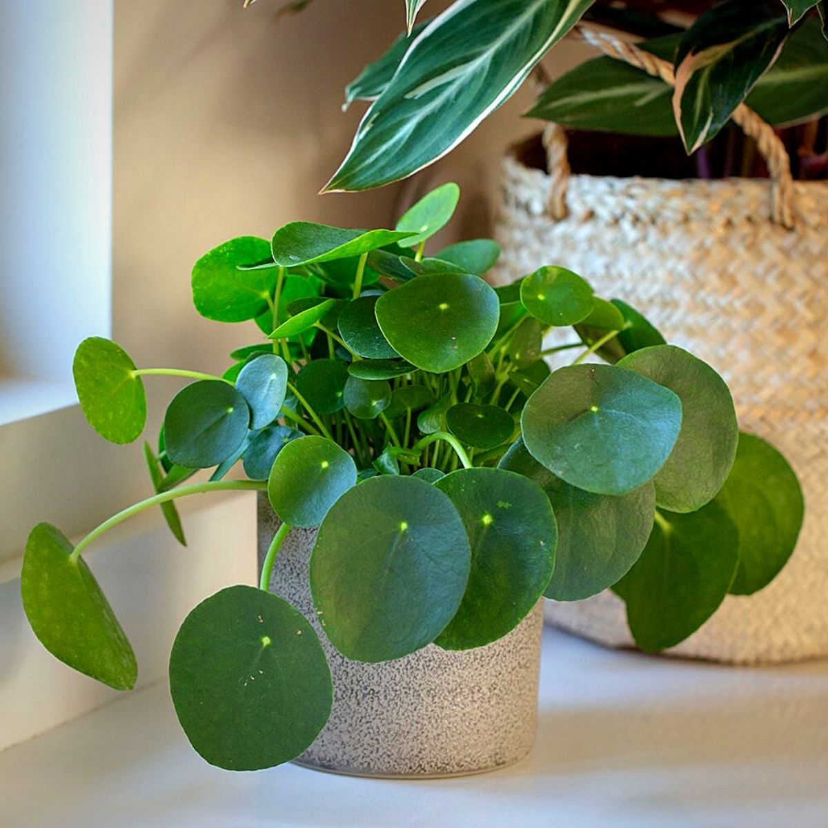 Chinese money plant Money Plants and Their Feng Shui Influence