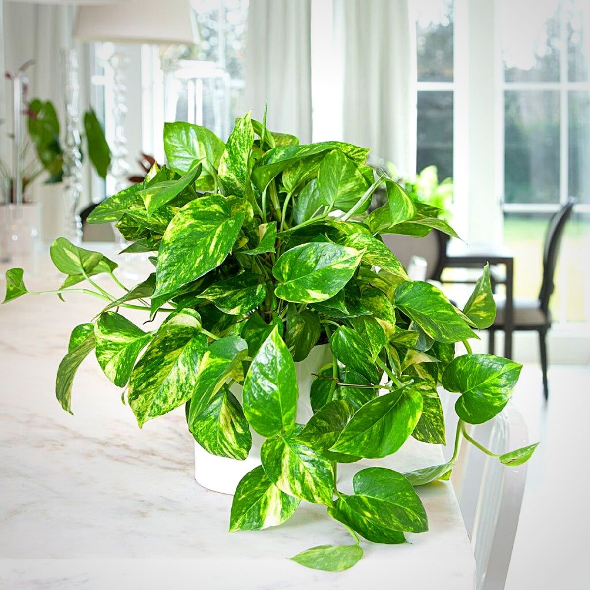 golden pothos Money Plants and Their Feng Shui Influence