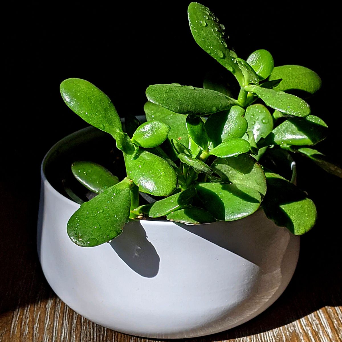 jade plant Money Plants and Their Feng Shui Influence
