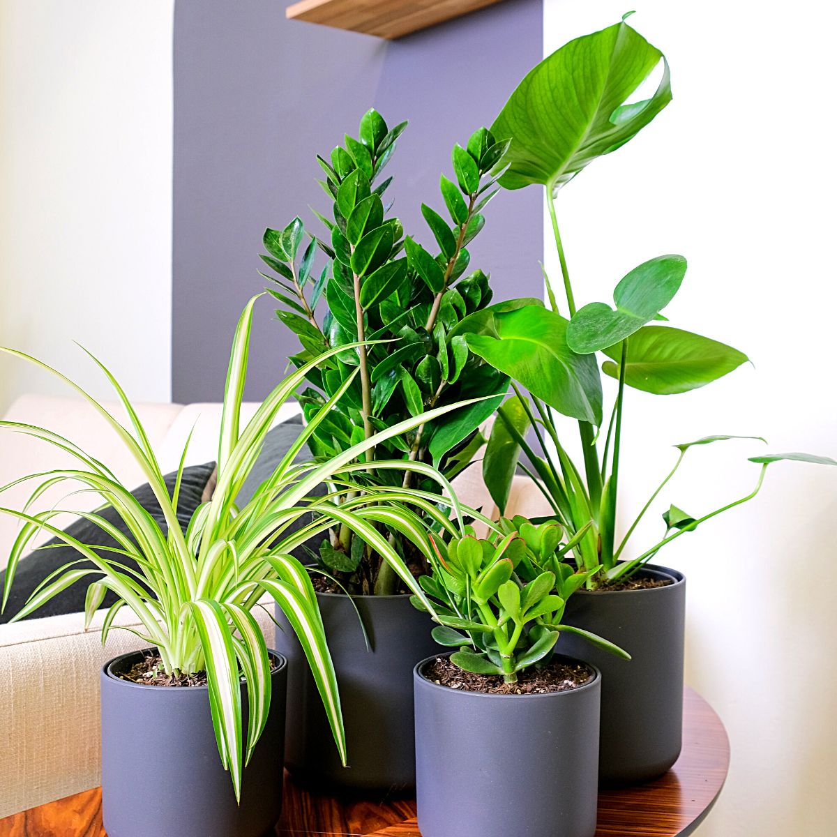 Money Plants and Their Feng Shui Influence