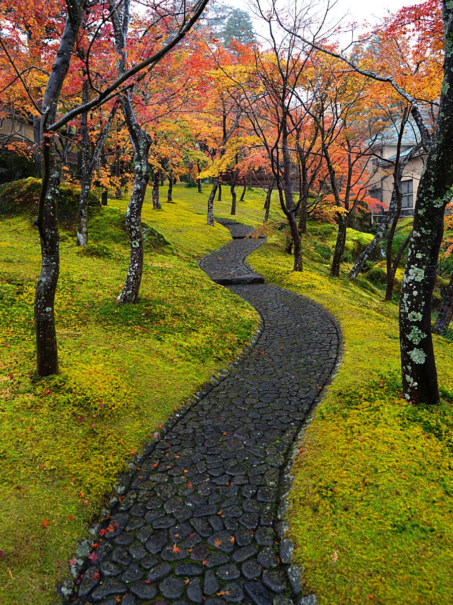 Hakone Art Museaum moss garden Ideal moss plants for moss gardens