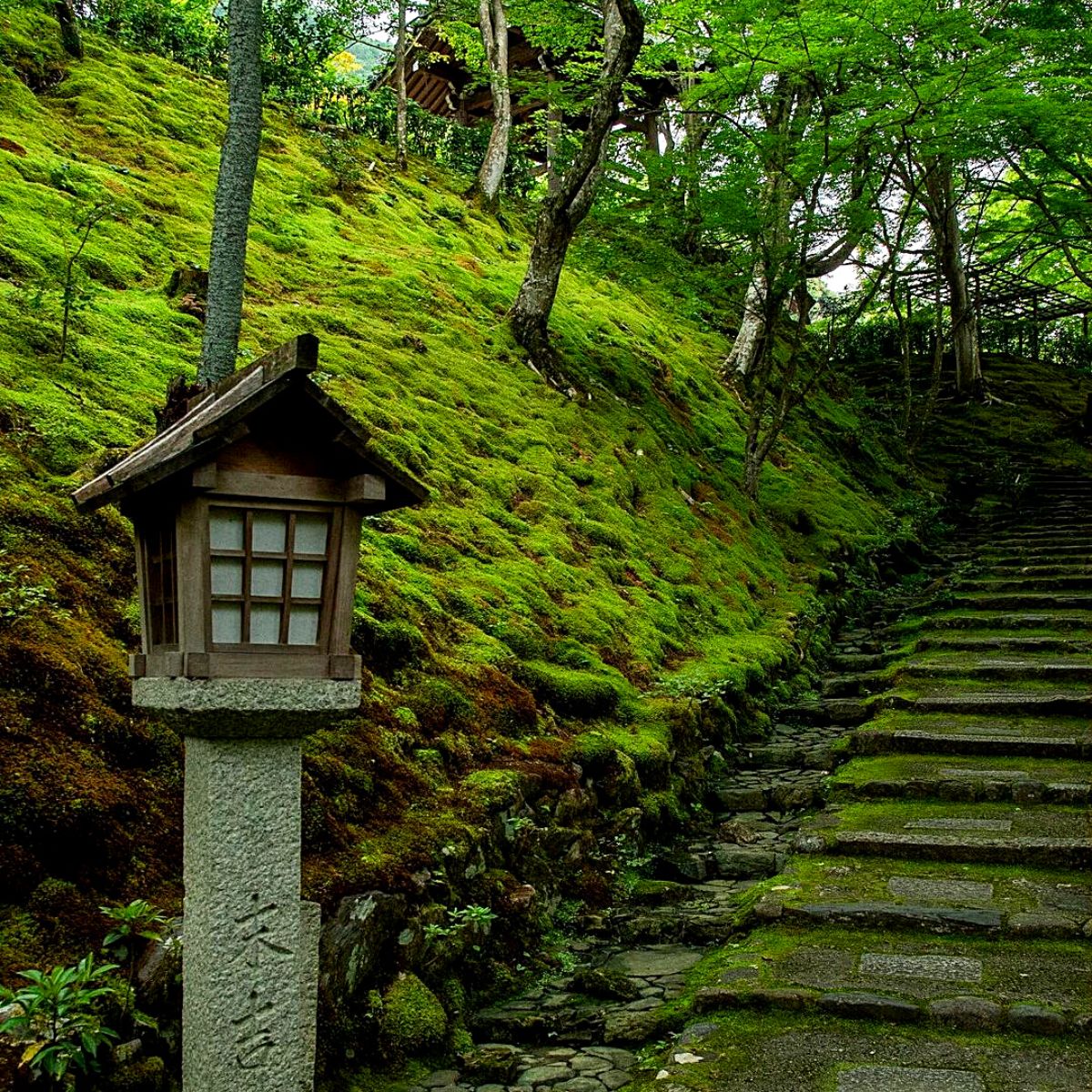 moss garden landscape Ideal moss plants for moss gardens