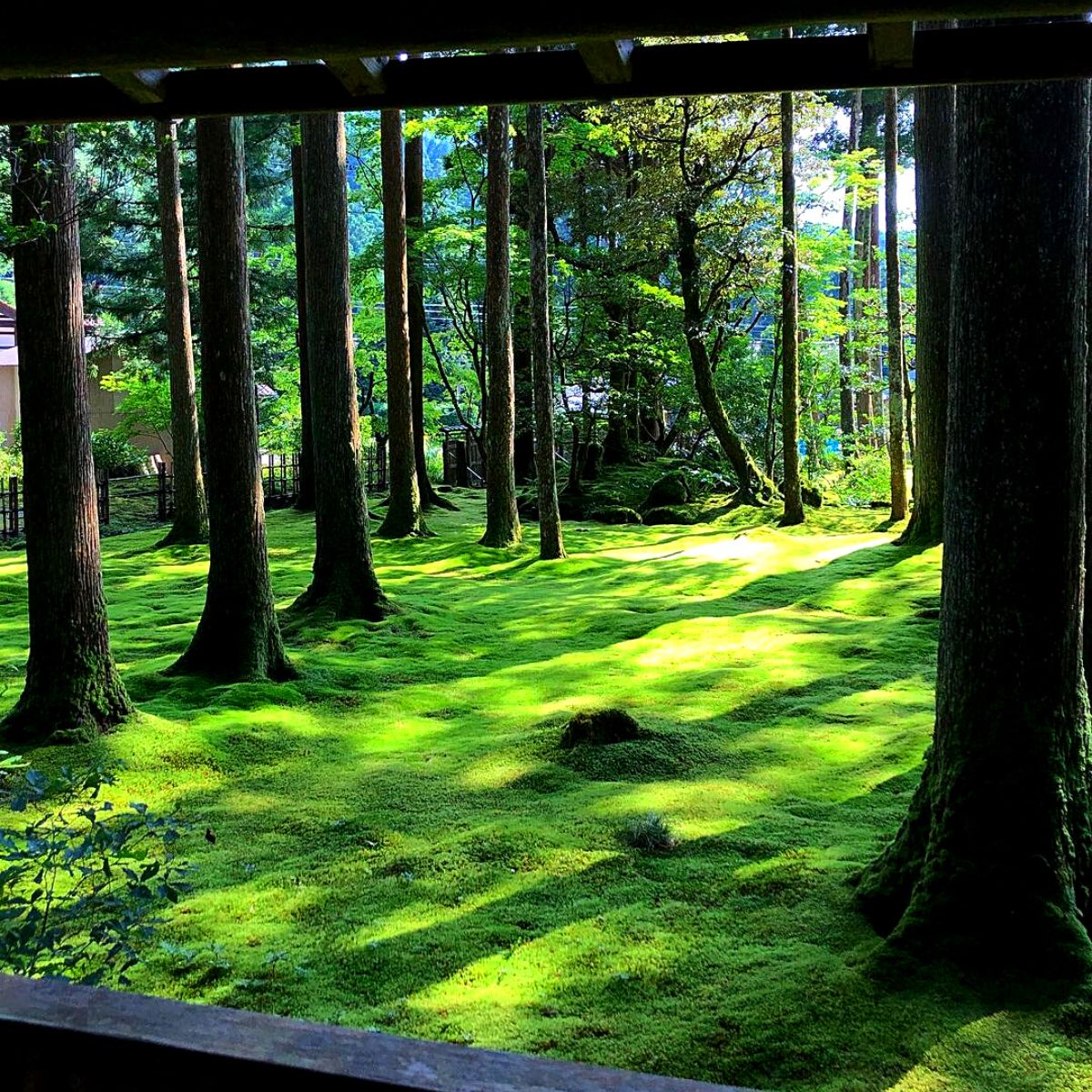 moss garden Ideal moss plants for moss gardens