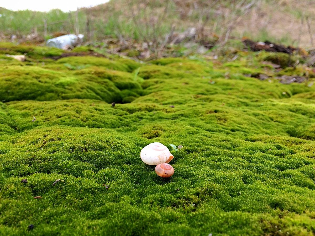 moss landscape Ideal moss plants for moss gardens