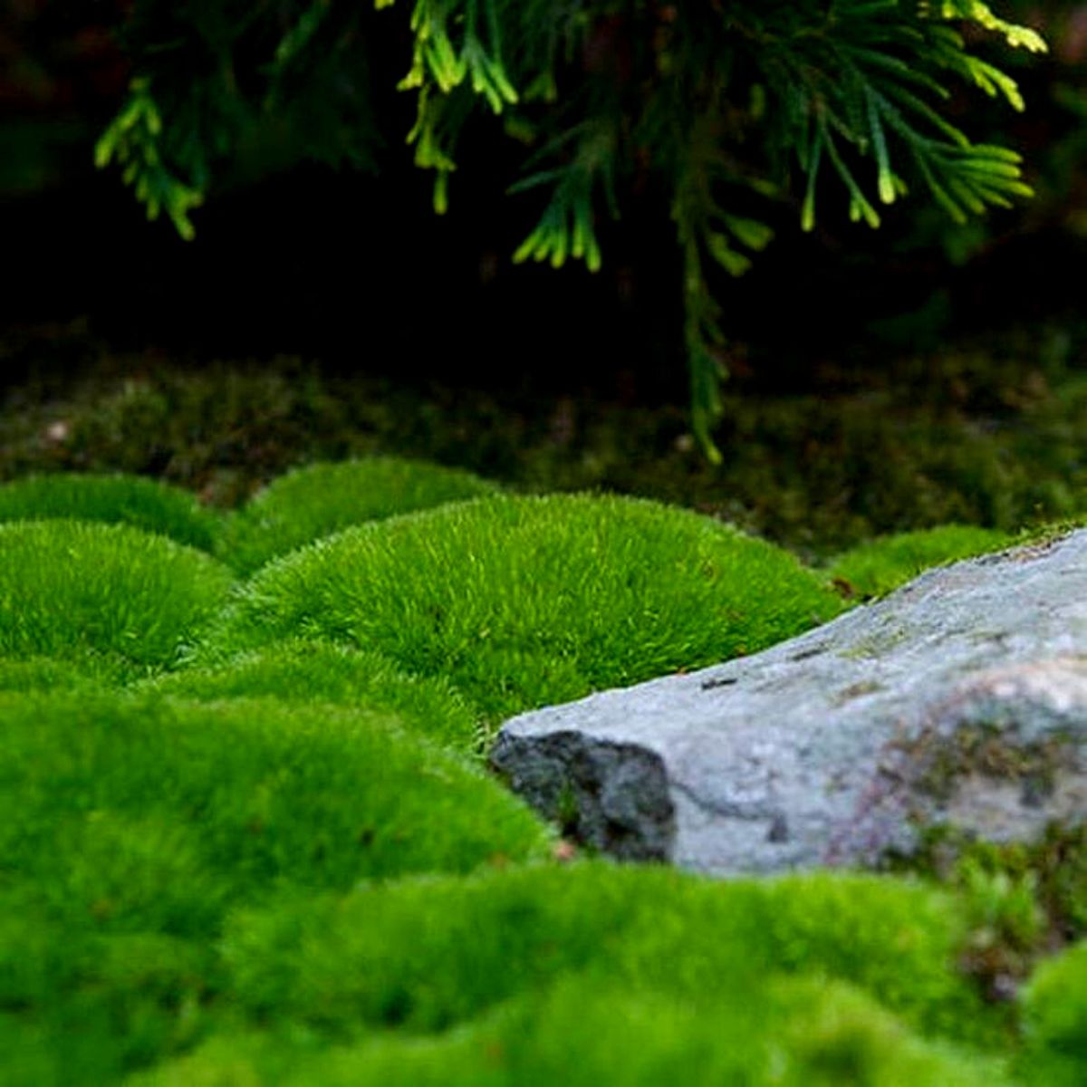 pincushion moss mounds Ideal moss plants for moss gardens