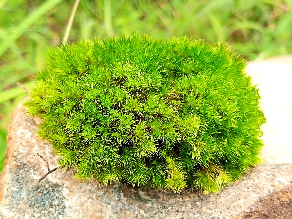 Haircap Moss Ideal moss plants for moss gardens