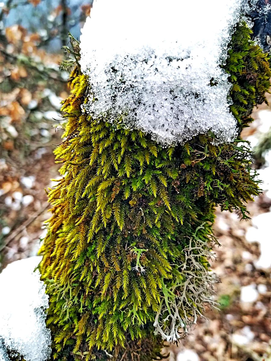 sheet moss Ideal moss plants for moss gardens