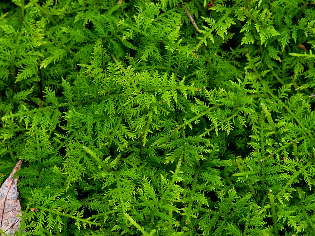 fern moss Ideal moss plants for moss gardens