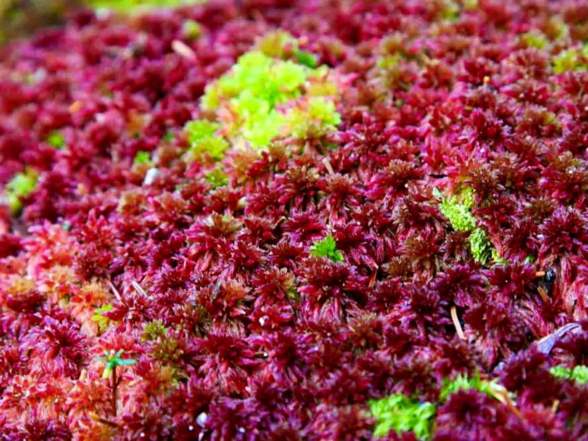 Sphagnum moss Ideal moss plants for moss gardens