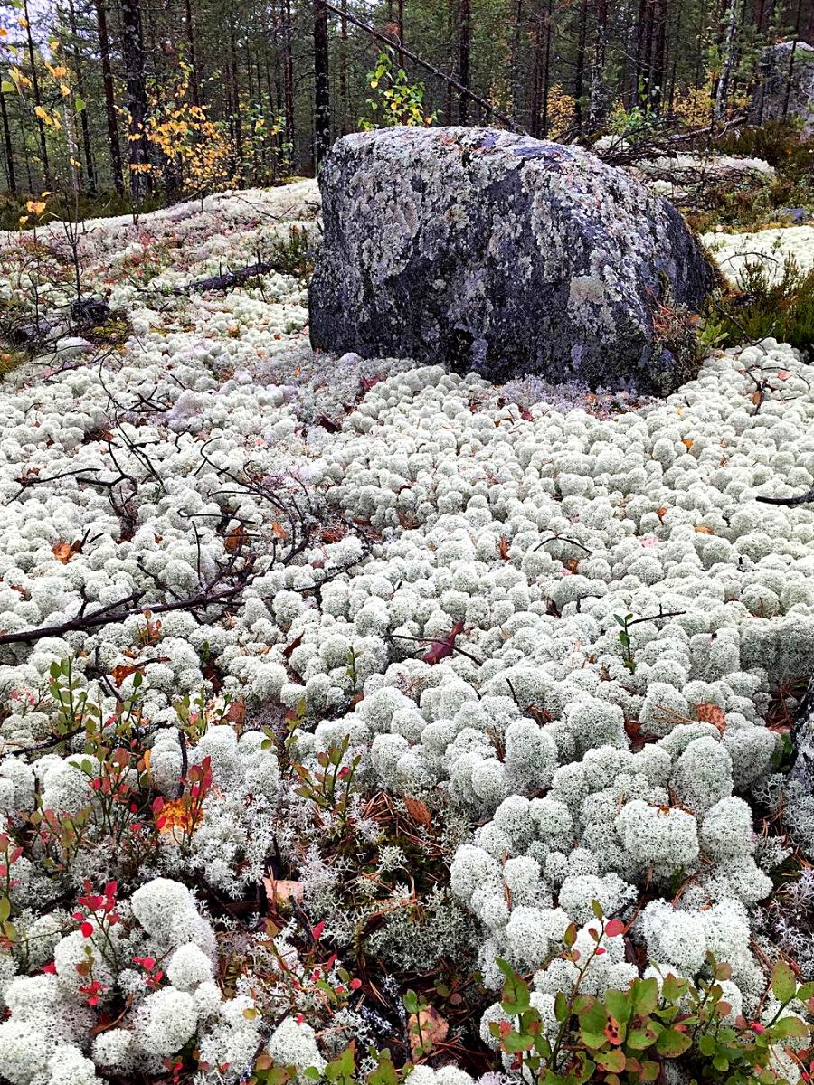 Reindeer most Ideal moss plants for moss gardens
