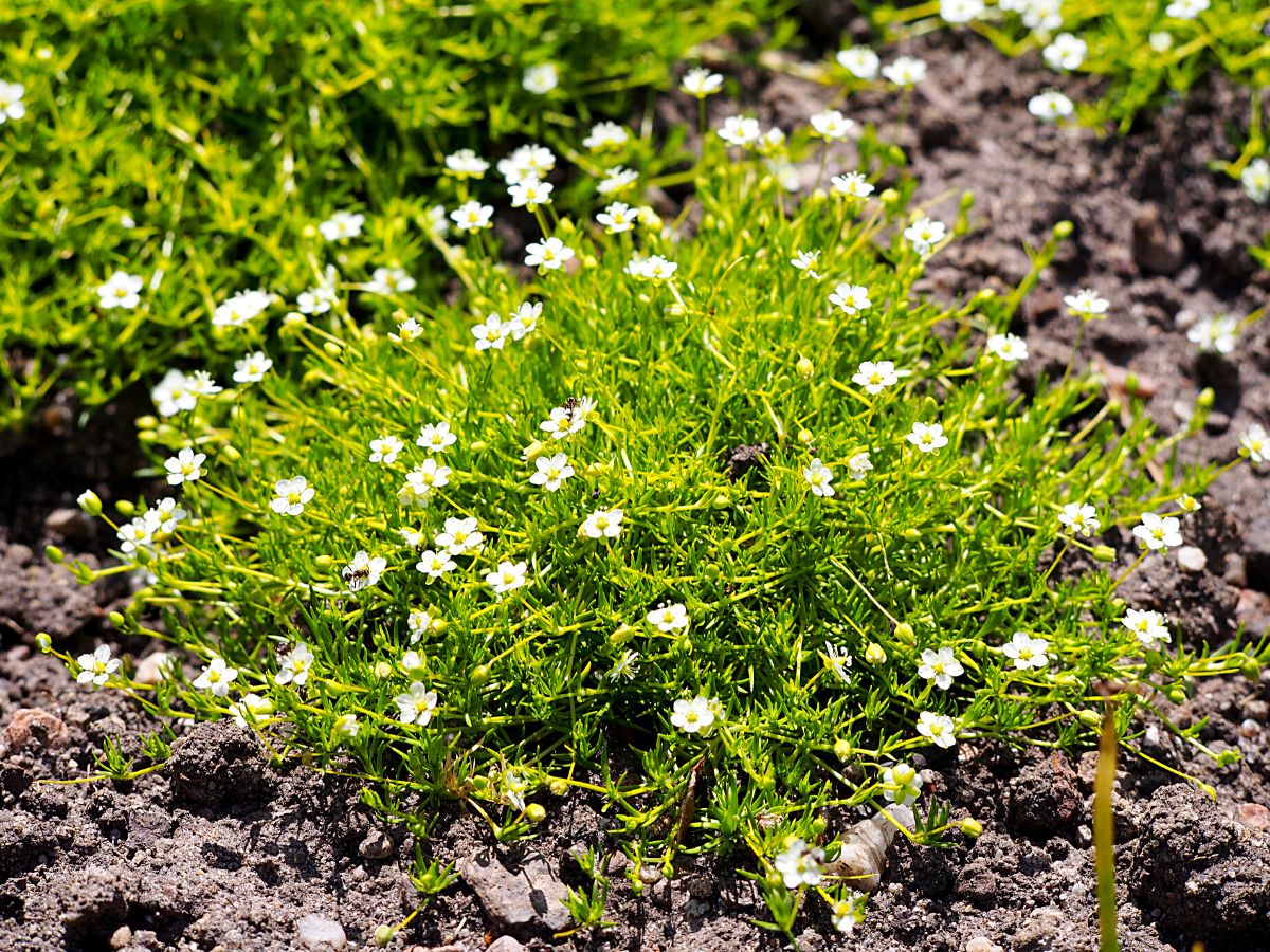 Irish moss Ideal moss plants for moss gardens