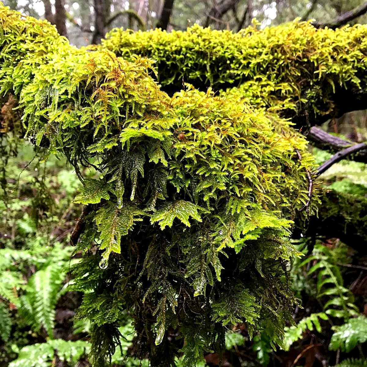 plume moss Ideal moss plants for moss gardens