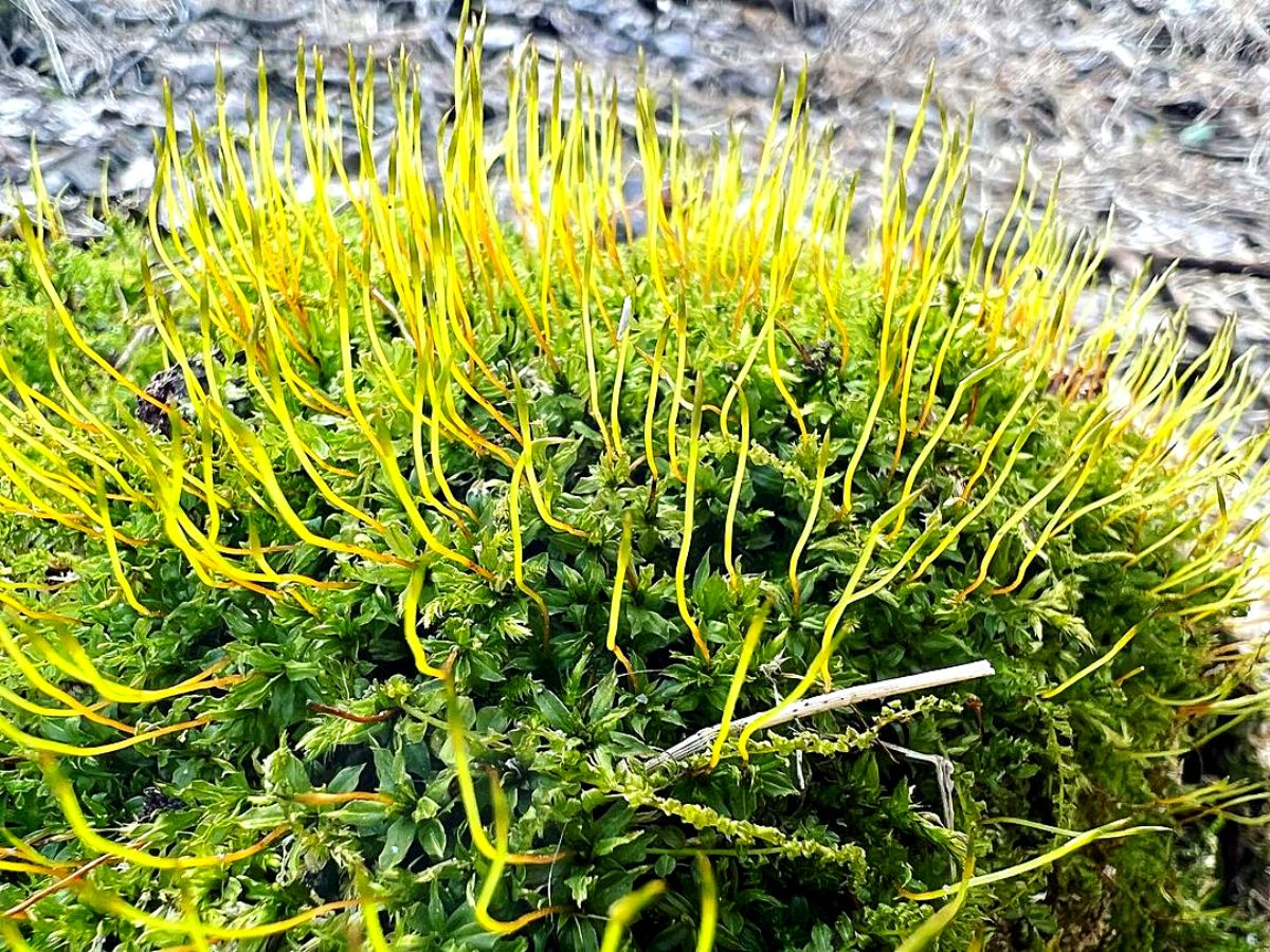 wall screw moss Ideal moss plants for moss gardens