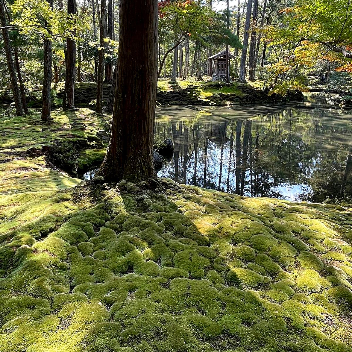 moss landscape Ideal moss plants for moss gardens