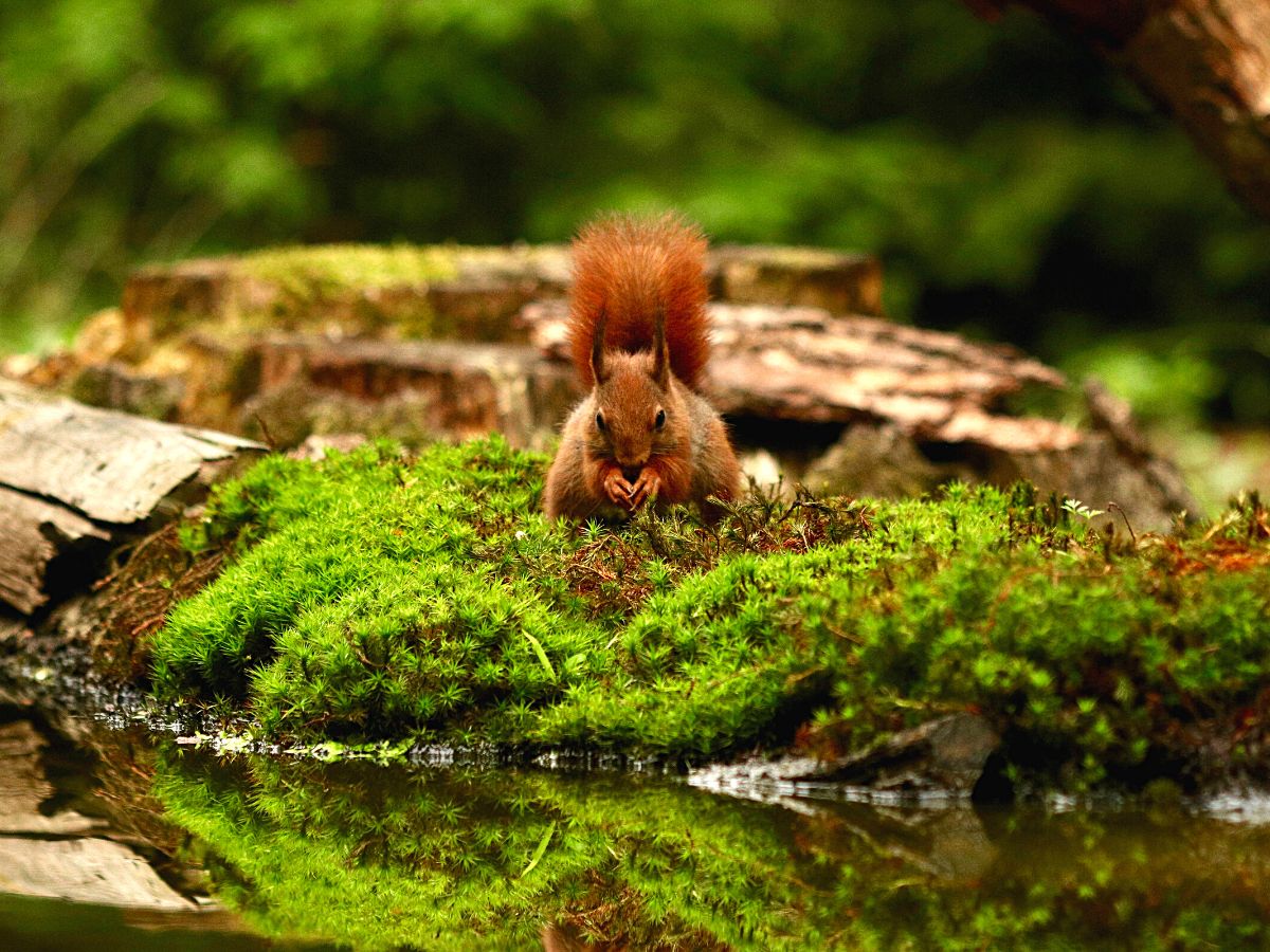 Red Squirrel Ideal moss plants for moss gardens