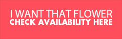 cta-button-i-want-that-flower-250x80 cta-button-i-want-that-flower-250x80