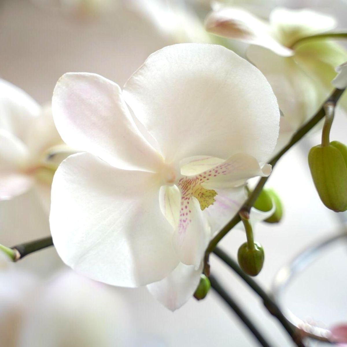 White phalaenopsis orchid by Decorum White phalaenopsis orchid by Decorum
