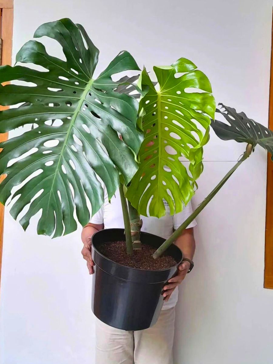 Monstera Deliciosa Big leaf houseplants - a man holding a large pot of Monstera Deliciosa