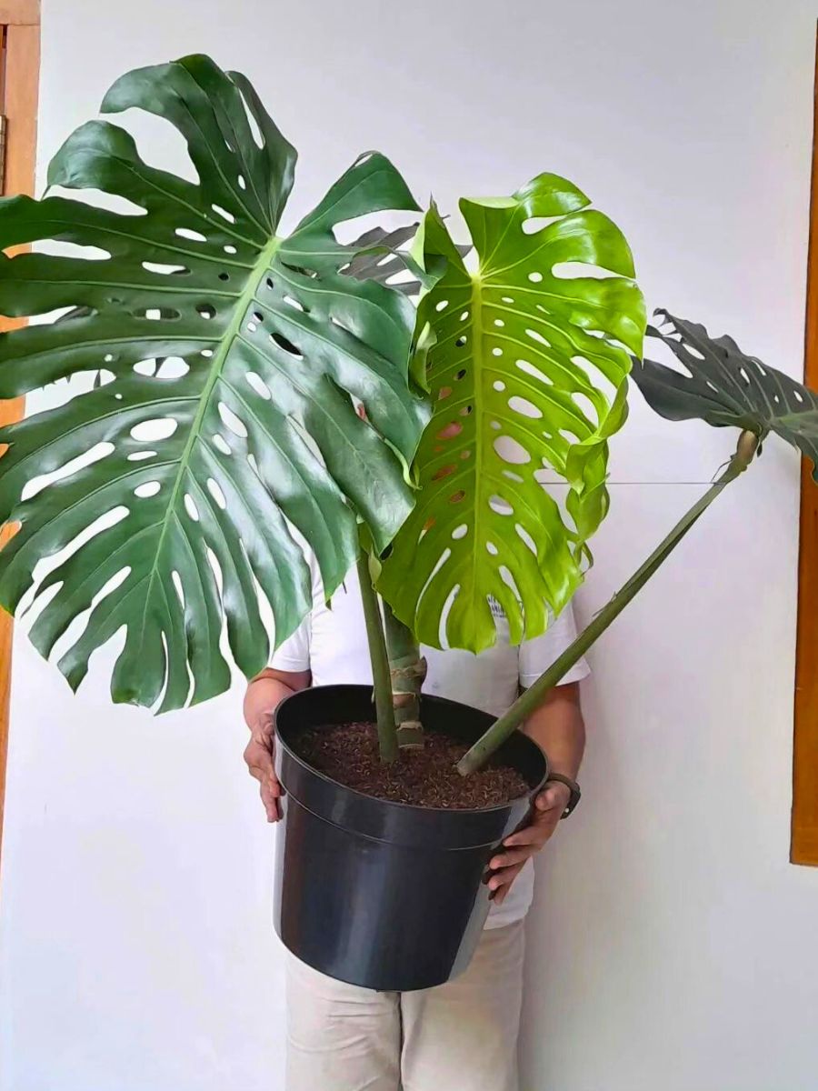 Big leaf houseplants