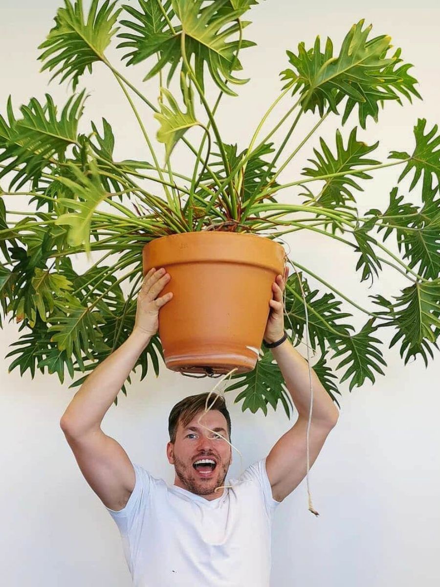 philodendron xanadu big leaf houseplants - inset: Philodendron xanadu
