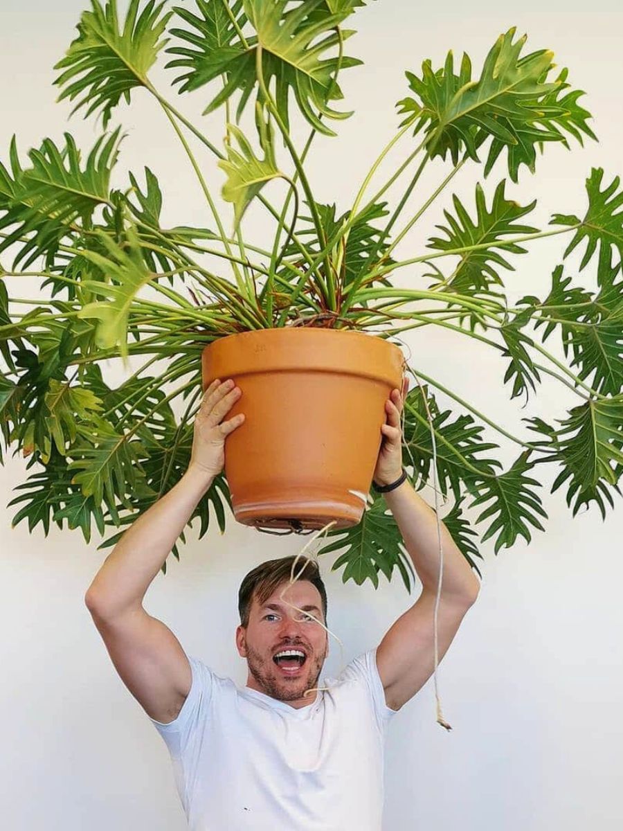 big leaf houseplants