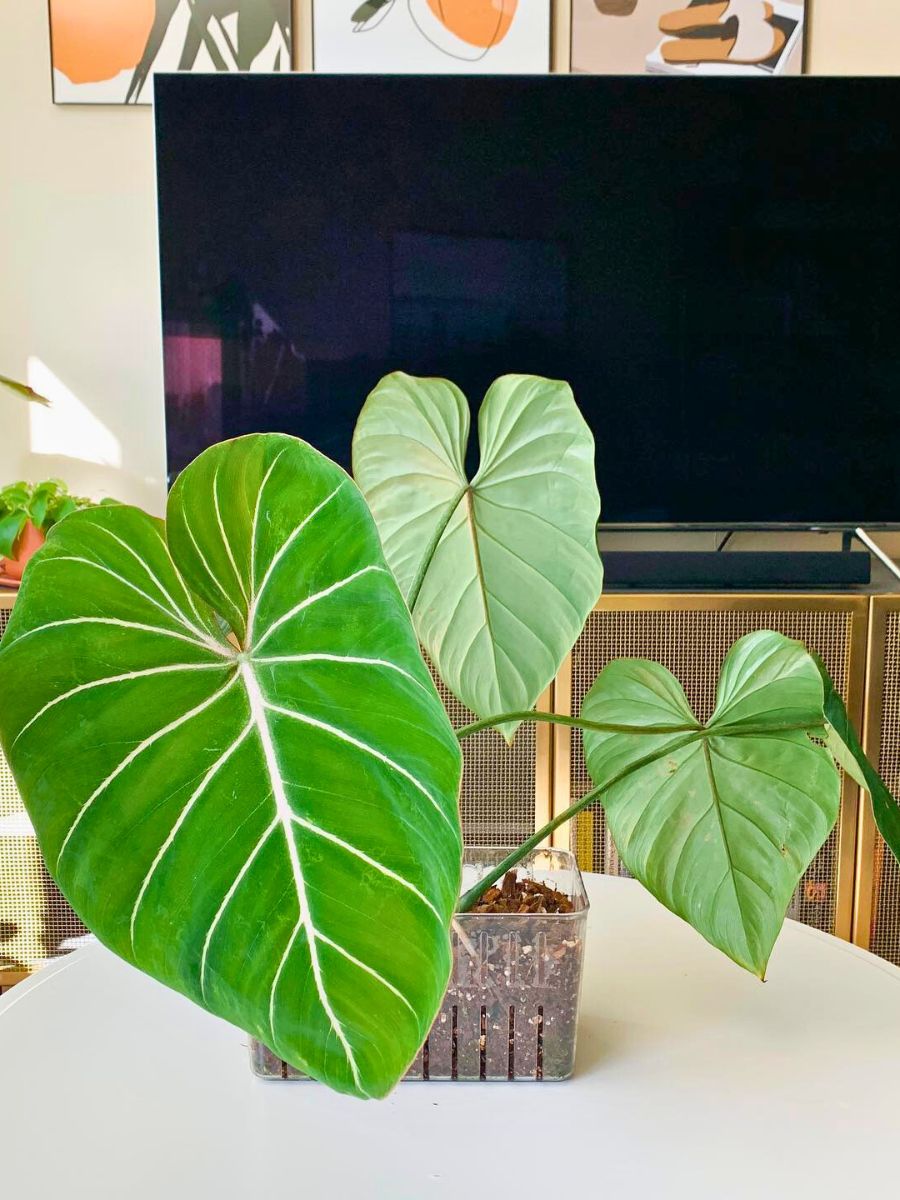Anthurium Gloriosum Big leaf Houseplant - Inset: Anthurium Gloriosum aka Philodendron Gloriosum