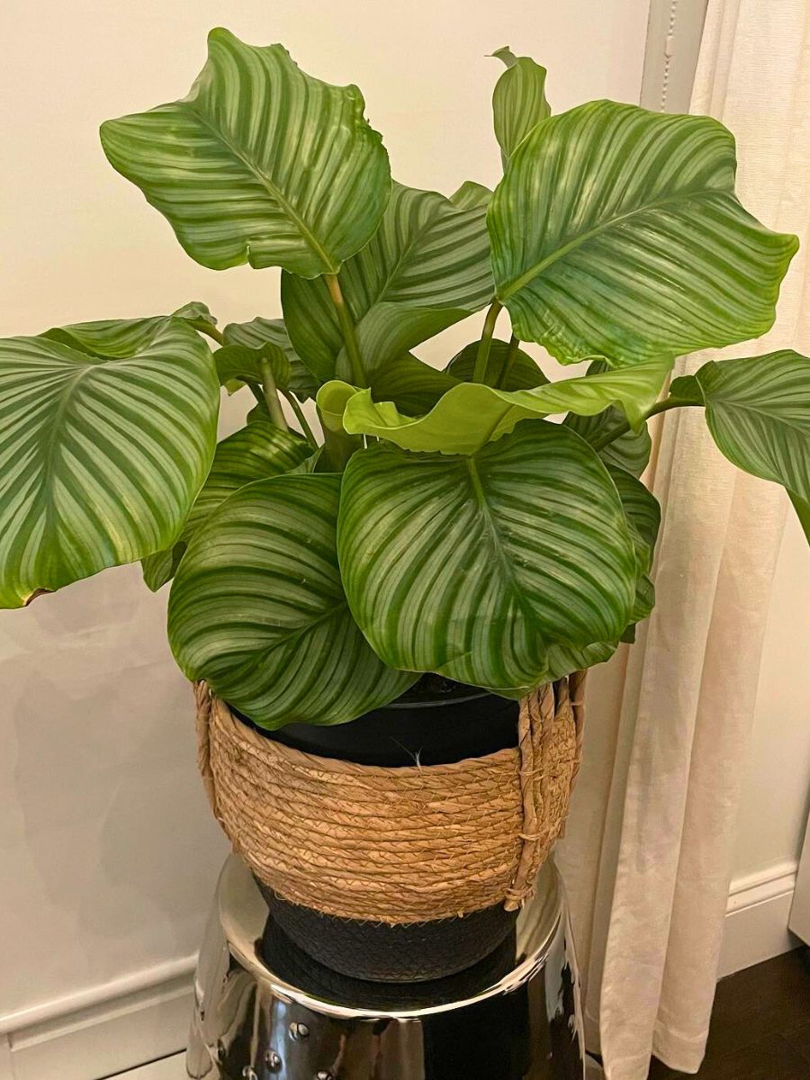 Calathea Orbifolia big leaf houseplants - Inset: potted Calathea orbifolia kept indoors