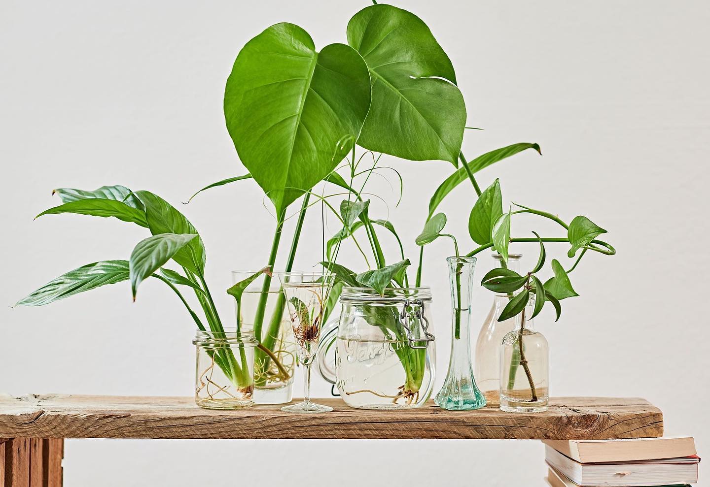 Clusia is the Perfect Hydroponic Houseplant Plants in Water