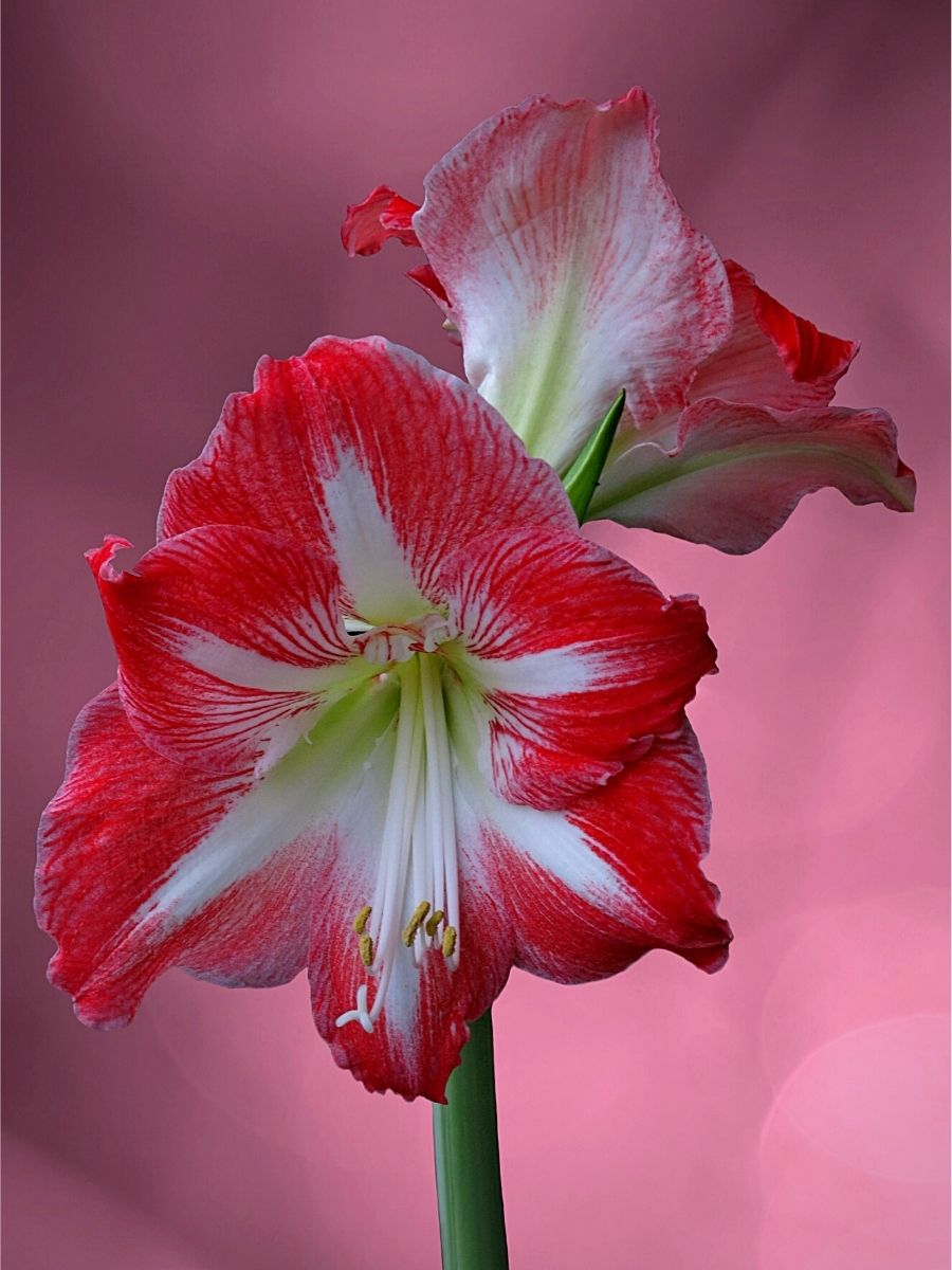 Amaryllis Christmas Amaryllis flower in full bloom