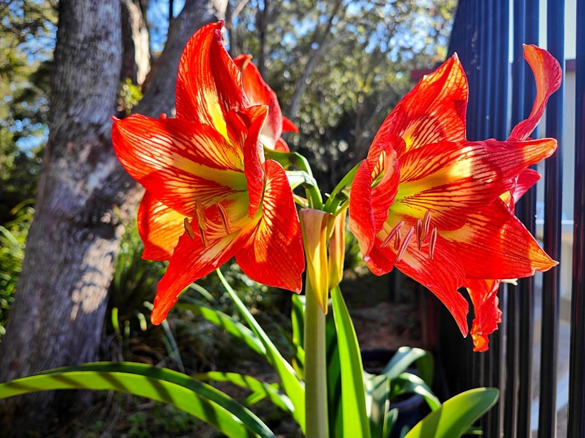 Hippeastrum Amaryliis blooming flowers in rich orange color outdoors