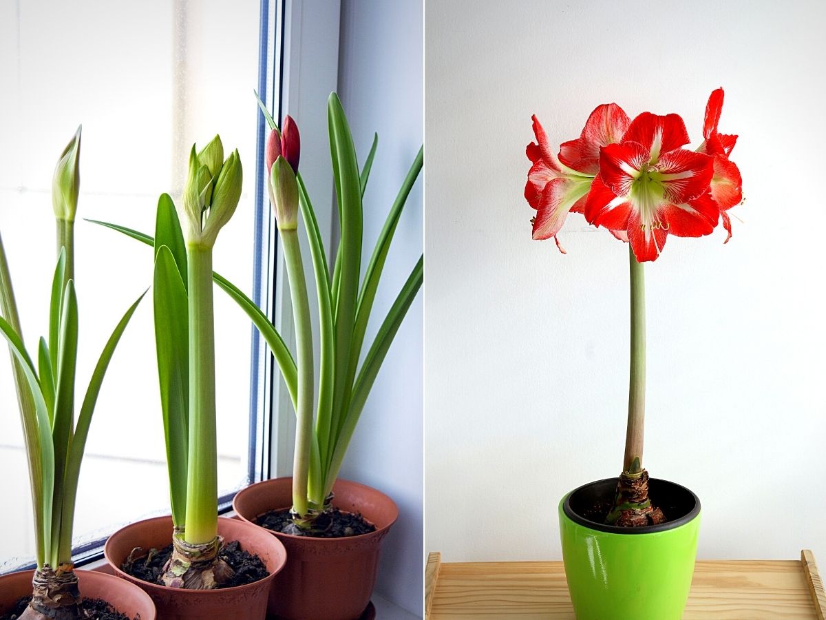 Amaryllis Amaryllis flowers sprouting from the bulbs