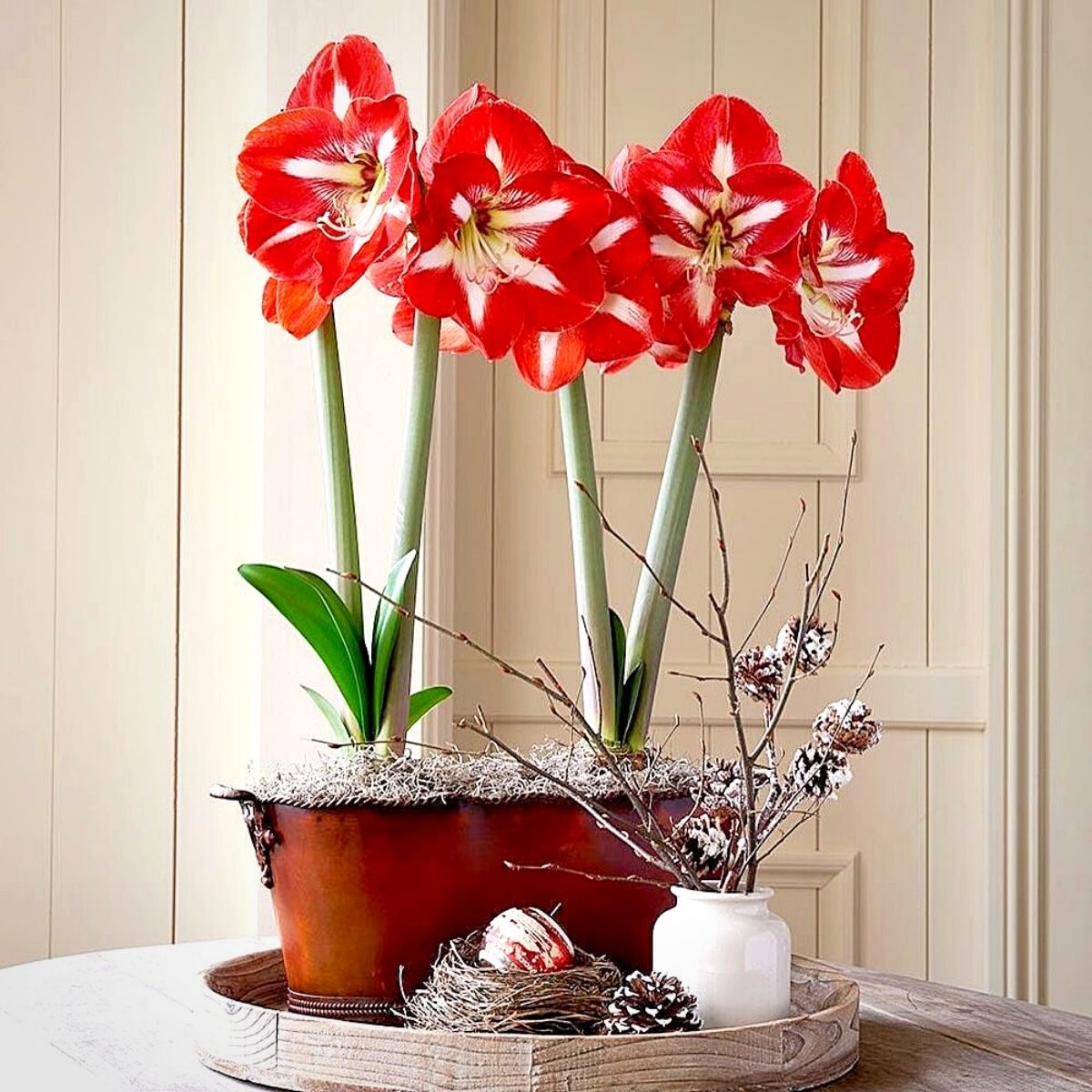 Amaryllis for the Christmas Season The Amaryllis flower or the Christmas Amaryllis kept in a festive setting