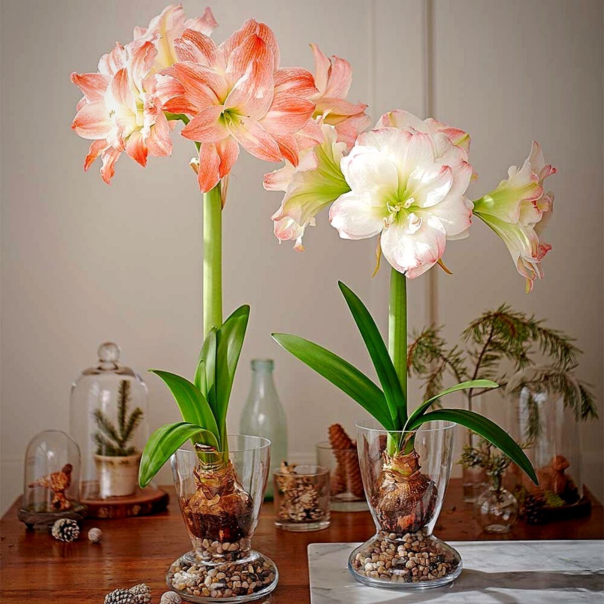 Hippeastrum Hippeastrum or Amaryllis in a floral setting